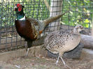 RingneckedPheasants