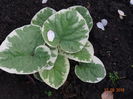 brunera variegta