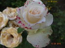 DSC07082