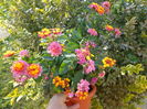 DSC00241