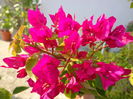 DSC00214