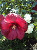 Hibiscus Summerific Crambery Crash