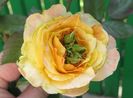 gartenspass_kordes, o ciudatenie,,