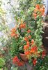 bouganvillea orange