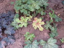 17 septembrie