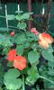 IMG-20150917-WA0043