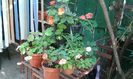 IMG-20150917-WA0040