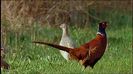842126092-faisan-comun-busqueda-de-comida-animal-macho-animal-reposar-animal