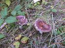 Doua Vinetele(Russula Xerampelina)
