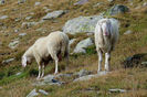 Tirolezel in Alpi la pasune-7