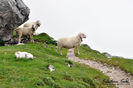 Tirolezele la munte-8xc