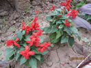 Salvia splendens