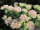 Sedum spectabilis (6)