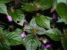 DSCN1900