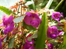 DSCN2084