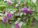DSCN2532