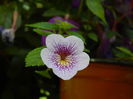 DSCN3116