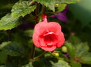 DSCN3118