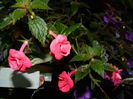 DSCN3826
