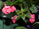 DSCN3854