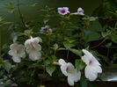 DSCN4574