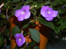 DSCN6213