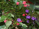DSCN6244