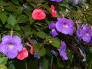 DSCN6245