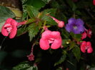 DSCN6246