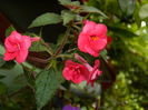 DSCN6247