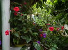 DSCN6248