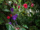 DSCN6250