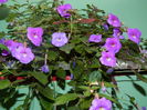 DSCN6371