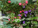 DSCN6373