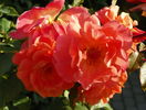 Westerland