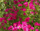 aster Jenny