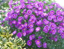 aster Alice Haslam