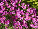 aster Alice Haslam