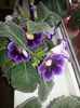 Gloxinia 4