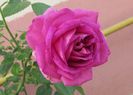 village-de-saint-yrieix rose