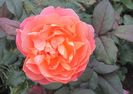Lady Emma Hamilton
