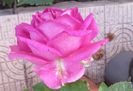 village-de-saint-yrieix rose