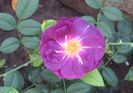 19 sept, Rhapsody in Blue