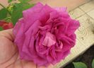 village-de-saint-yrieix rose