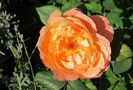 19 sept, Lady Emma Hamilton