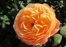 Lady Emma Hamilton