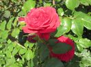 Red Leonardo da Vinci