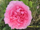 Comte de Chambord (2)
