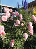 Cottage Rose (1)