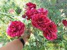 Deep Impression (2)